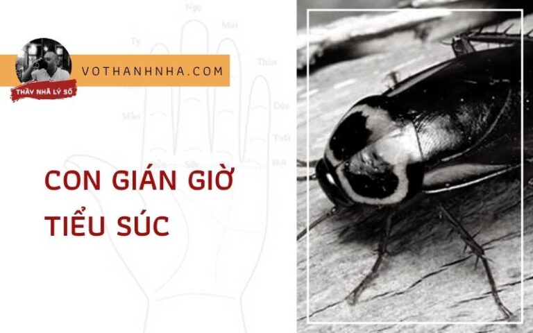 Chuyện Con Gián Giờ Tiểu Súc – Trung Phu
