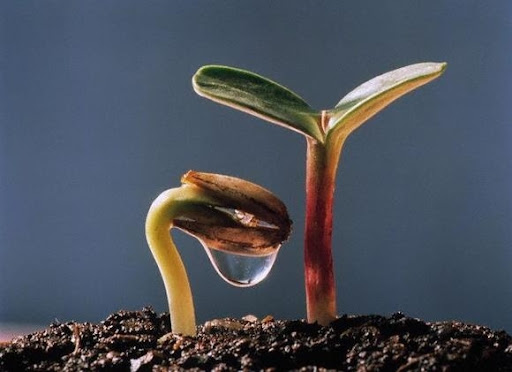 LÝ DUYÊN KHỞI, PHÁP DUYÊN SINH – Thích Nữ Hằng Như